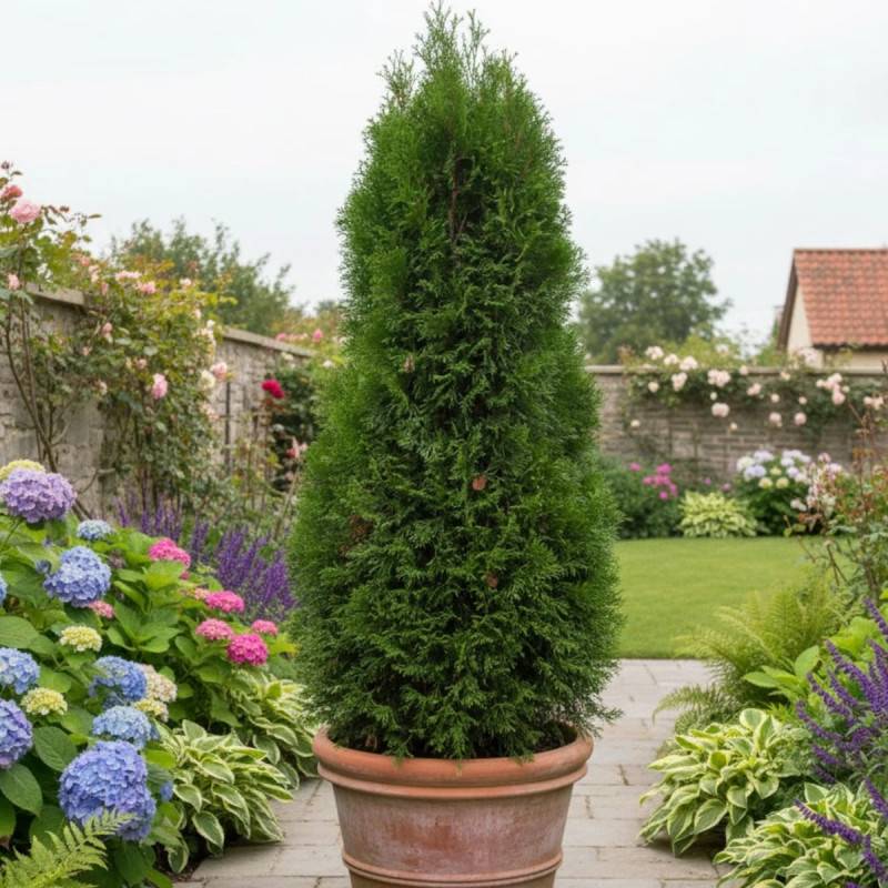 Thuya du Canada Pyramidalis Compacta, Thuja occidentalis - Pot de 4L - 40/60 cm - Imagen 3