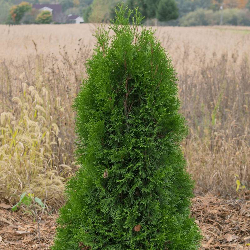 Thuya du Canada Pyramidalis Compacta, Thuja occidentalis - Pot de 4L - 40/60 cm - Imagen 1