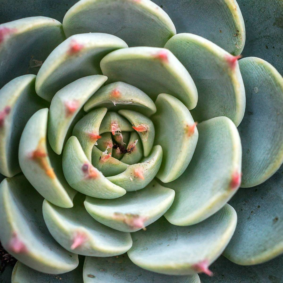 Echeveria Shira Mini-plante