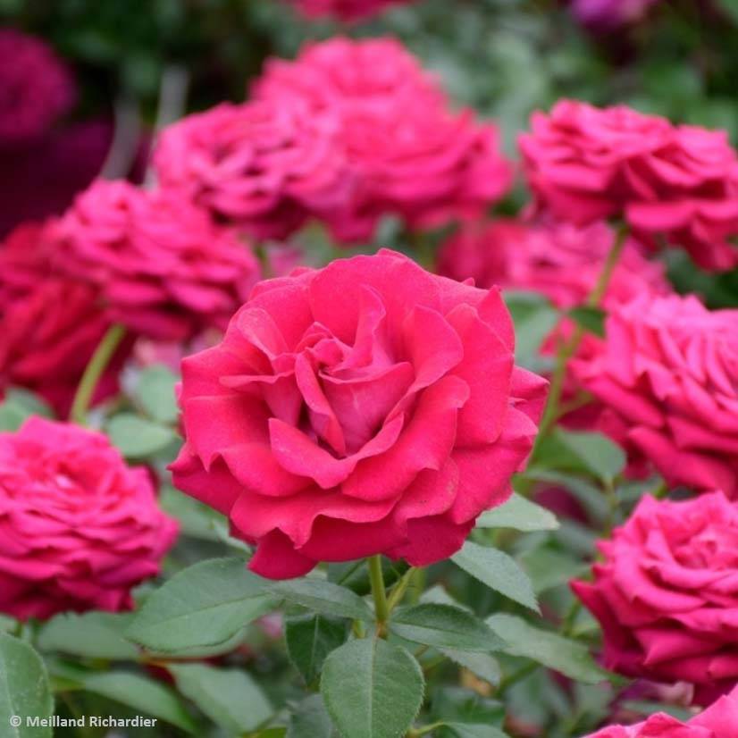 Promesse de Fleurs - Rosier à grandes fleurs Belles Rives Racines nues en motte