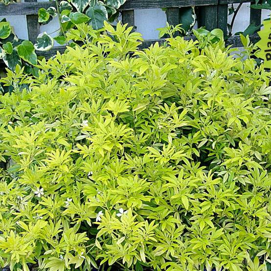 Choisya Goldfinger - Oranger du Mexique Pot de 3L/4L - Image 1