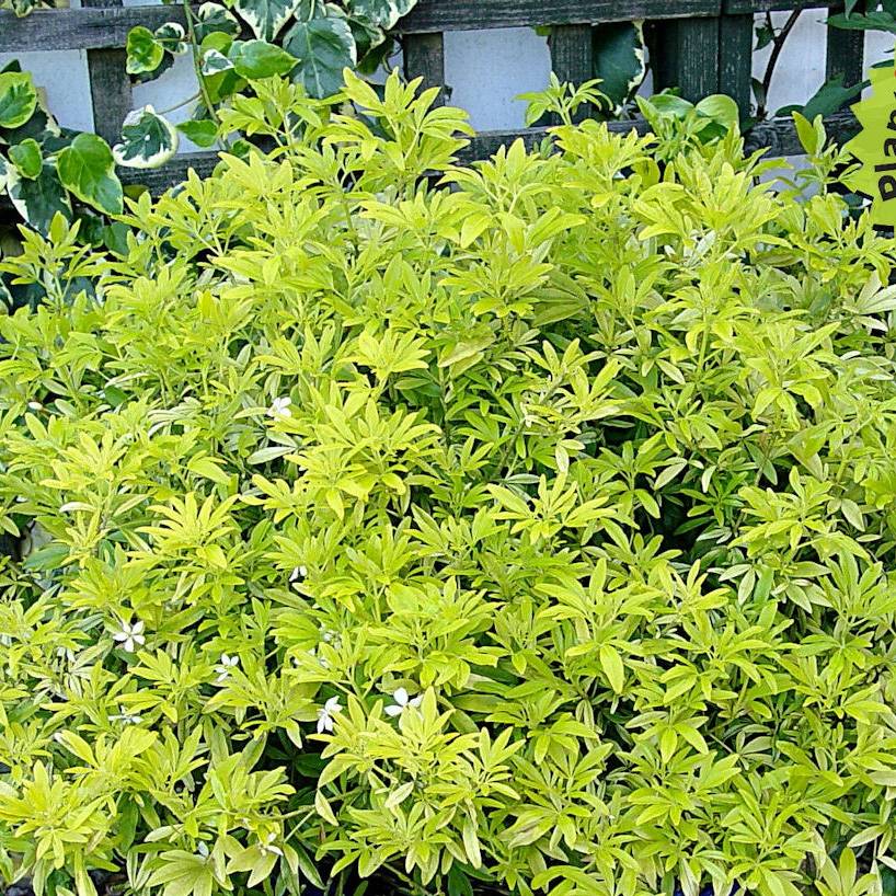 Choisya Goldfinger - Oranger du Mexique Pot de 3L/4L