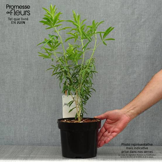 Choisya Goldfinger - Oranger du Mexique Pot de 3L/4L - Image 2