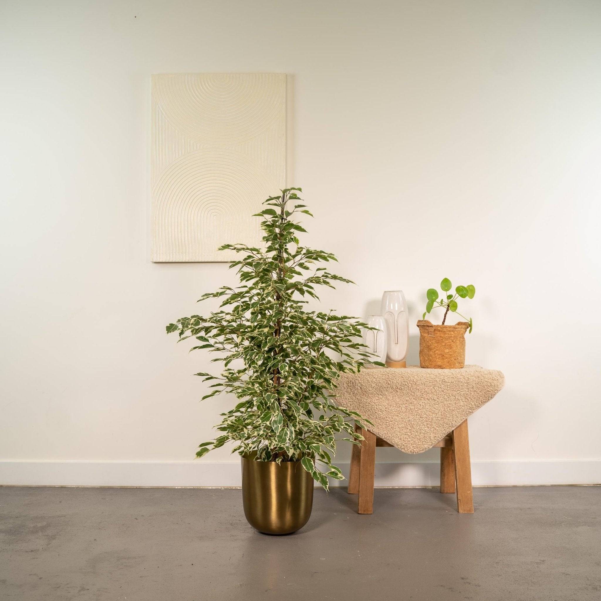 Ficus benjamina Twilight h95cm 95cm - Plante d'intérieur- La Green Touch - Image 5