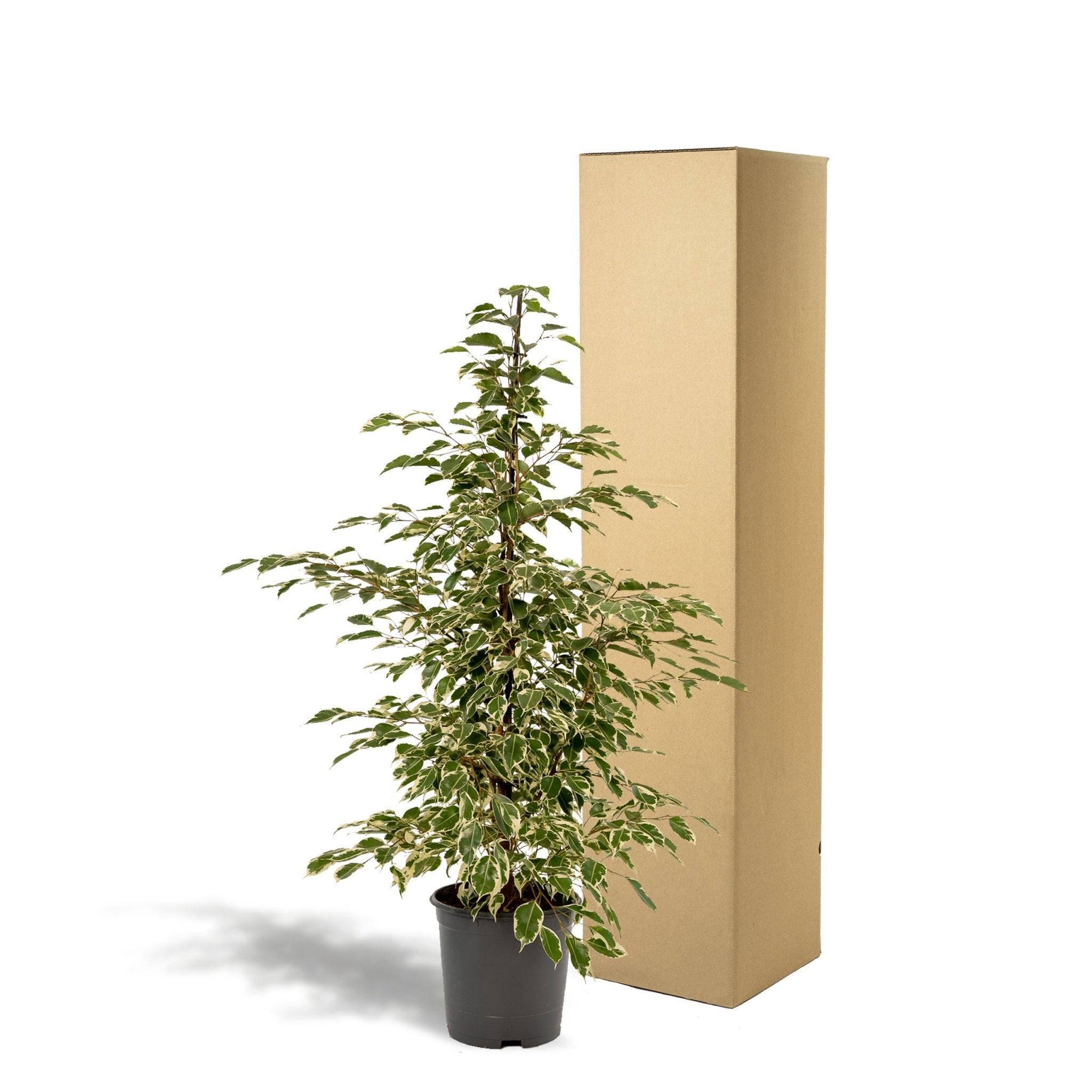 Ficus benjamina Twilight h95cm 95cm - Plante d'intérieur- La Green Touch - Image 7