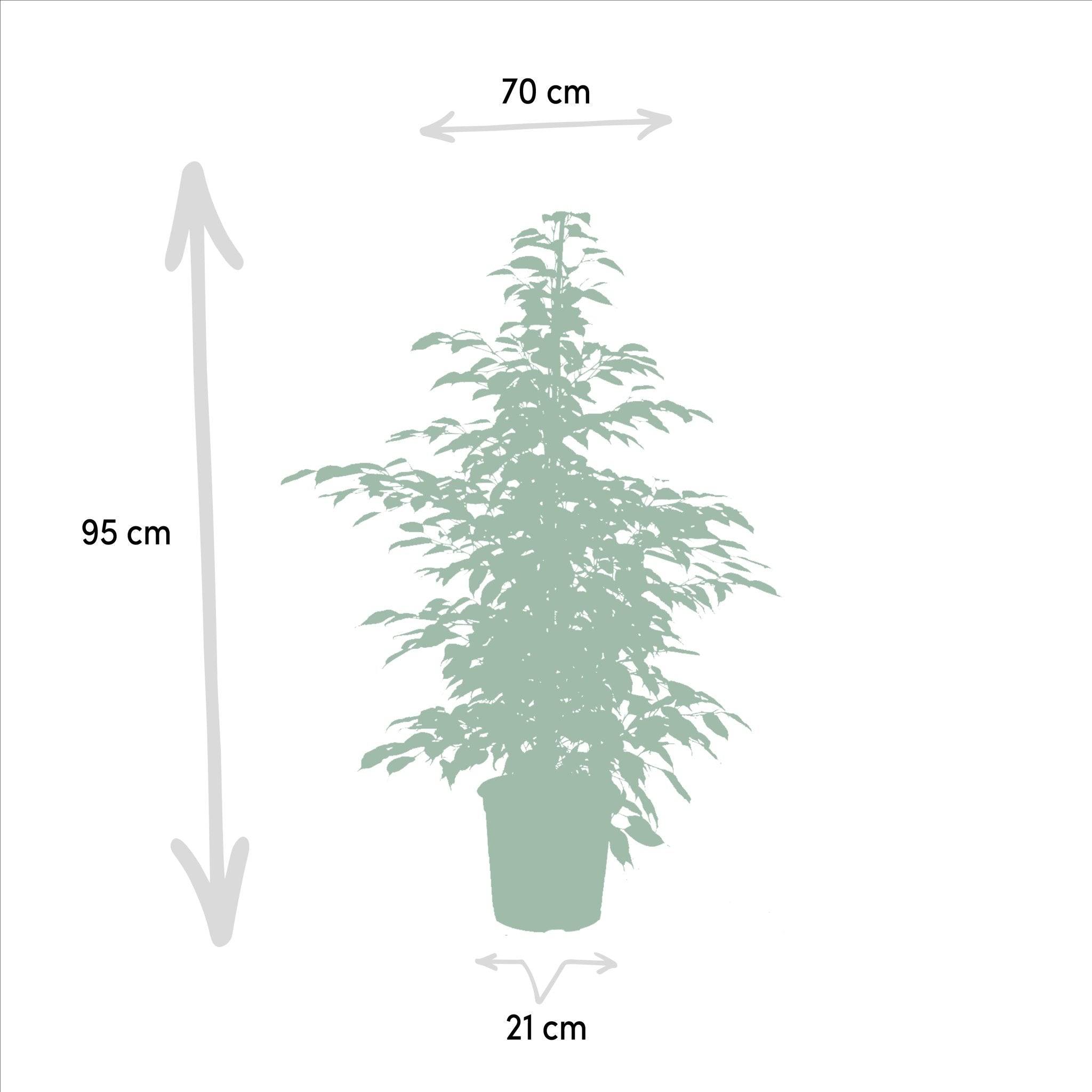 Ficus benjamina Twilight h95cm 95cm - Plante d'intérieur- La Green Touch - Image 6
