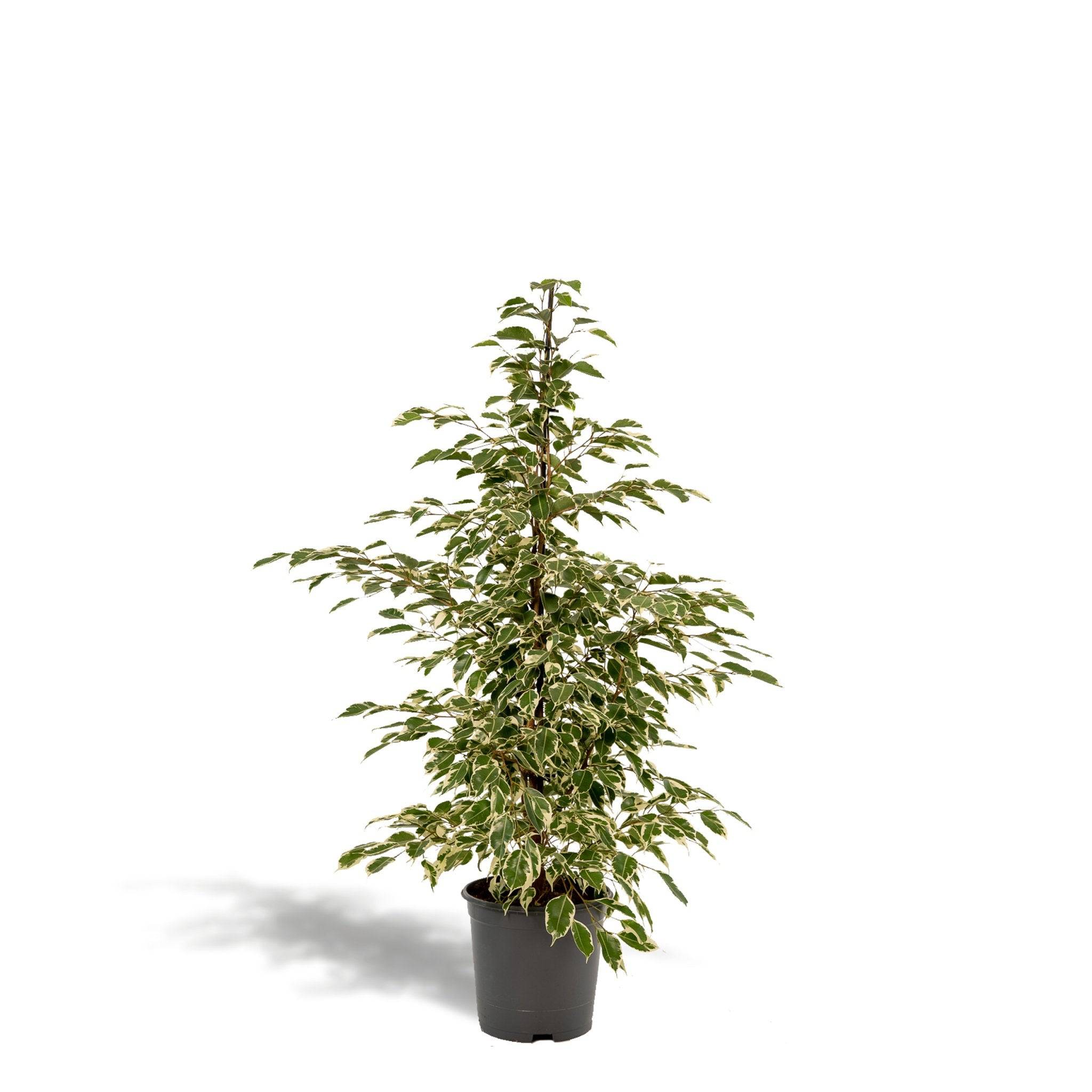 Ficus benjamina Twilight h95cm 95cm - Plante d'intérieur- La Green Touch - Image 4