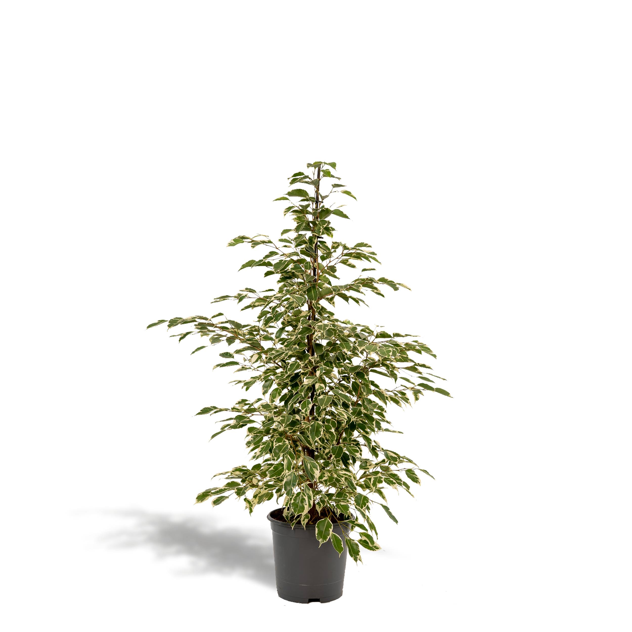 Ficus benjamina Twilight h95cm 95cm - Plante d'intérieur- La Green Touch - Image 1