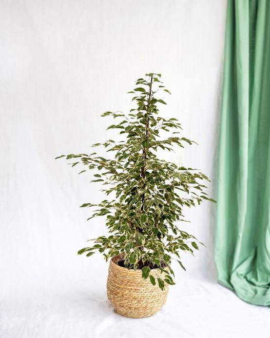 Ficus benjamina Twilight h95cm 95cm - Plante d'intérieur- La Green Touch - Image 2