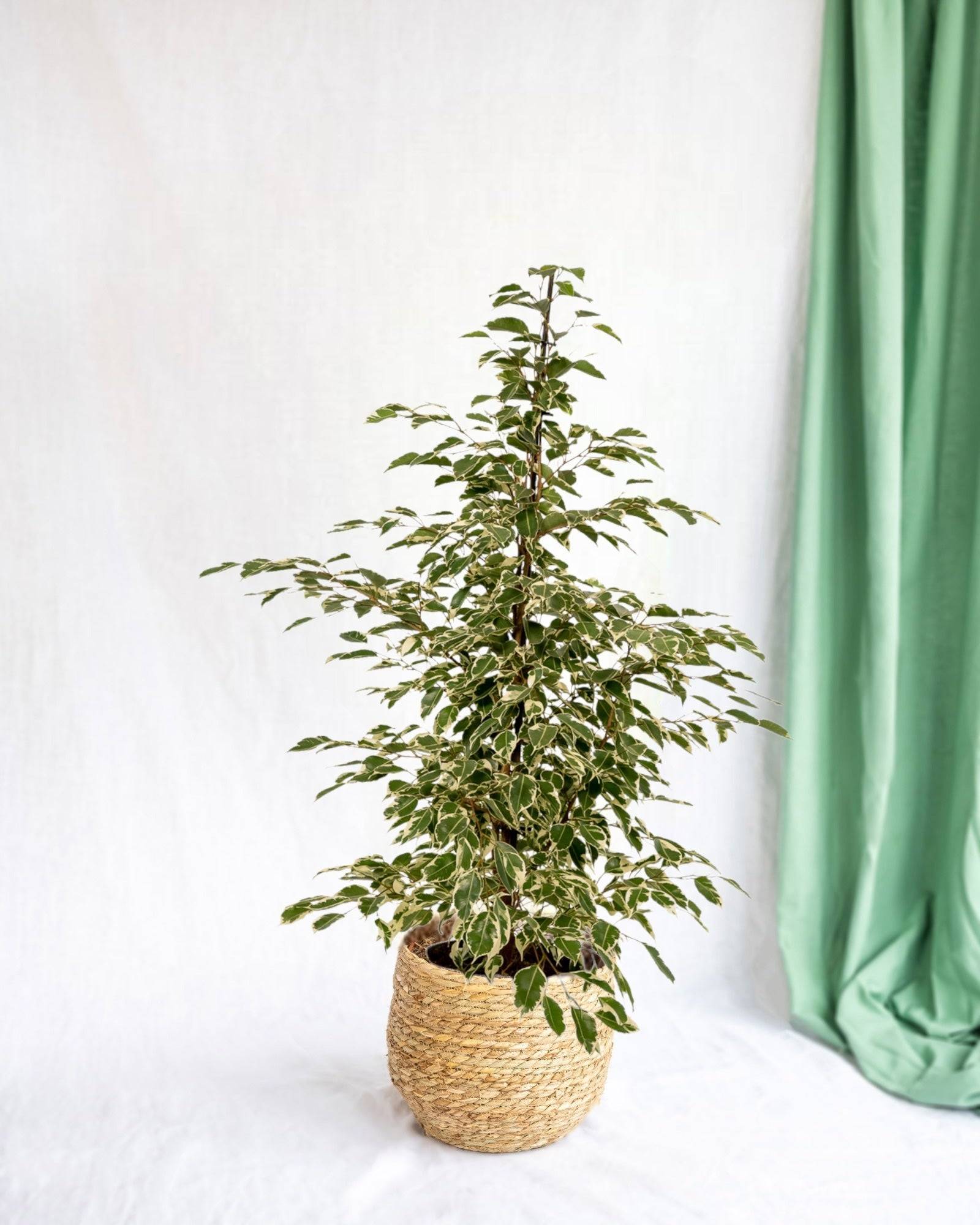 Ficus benjamina Twilight h95cm 95cm - Plante d'intérieur- La Green Touch - Image 2
