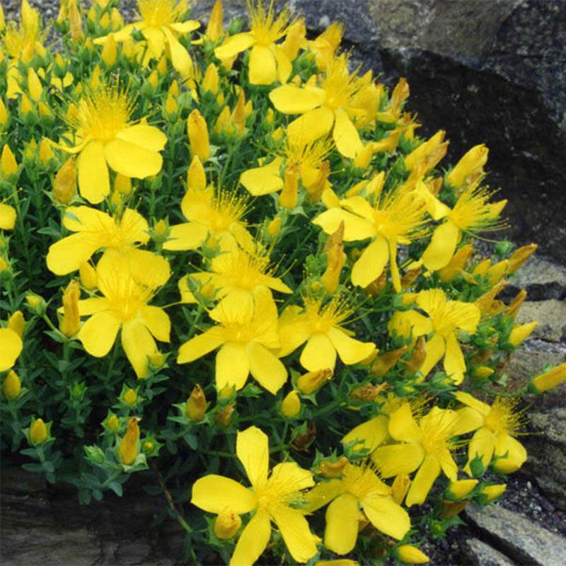 Promesse de Fleurs - Hypericum olympicum - Millepertuis grec Godet de 8/9 cm