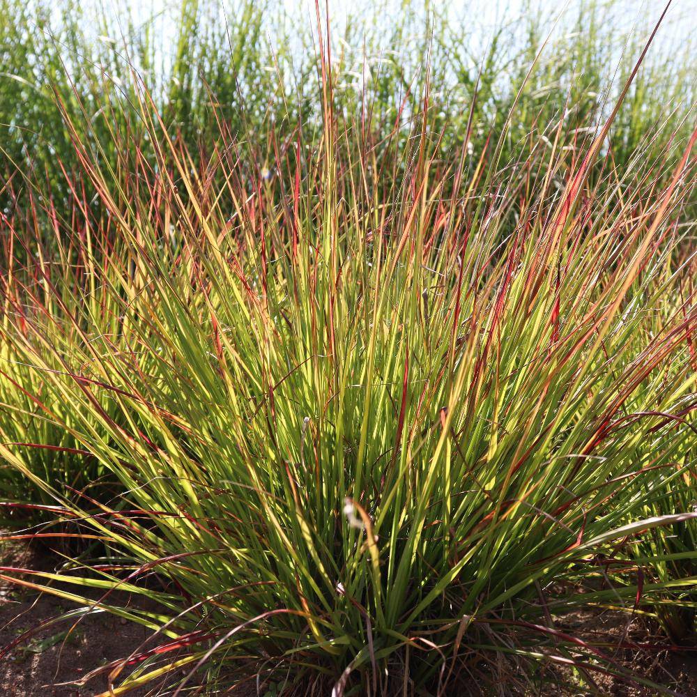 Promesse de Fleurs - Pennisetum Windy Simonette - Herbe aux écouvillons Godet de 8/9 cm