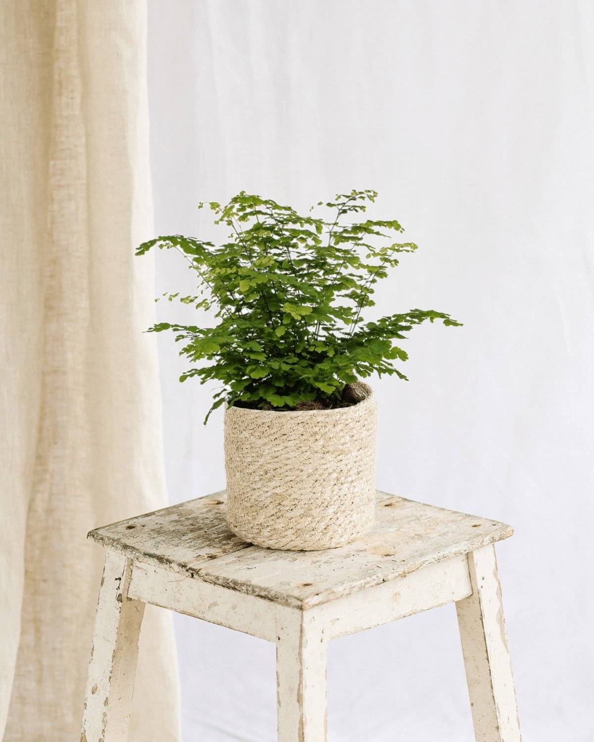 La Green Touch - Adiantum Fritz Luthi 35cm - Plante d'intérieur- La Green Touch - Imagen 2