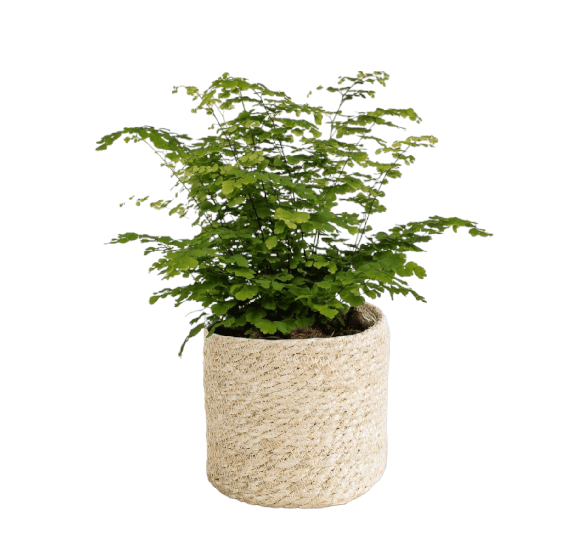 La Green Touch - Adiantum Fritz Luthi 35cm - Plante d'intérieur- La Green Touch - Imagen 1
