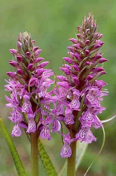 Sans Marque - Dactylorhiza majalis Taille:Pot de 1 litre - 0/60 cm