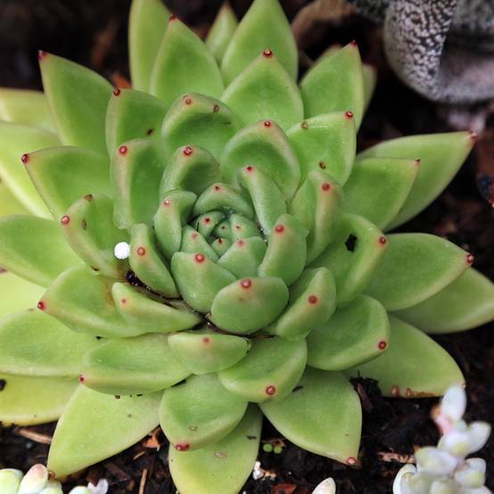 Echeveria agavoides Mini-plante