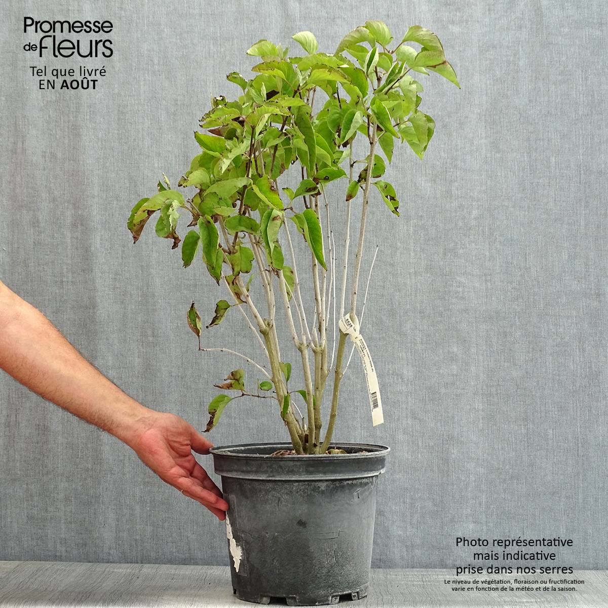 Promesse de Fleurs - Lilas commun - Syringa vulgaris Kindy Rose Pot de 7,5L/10L - Image 2