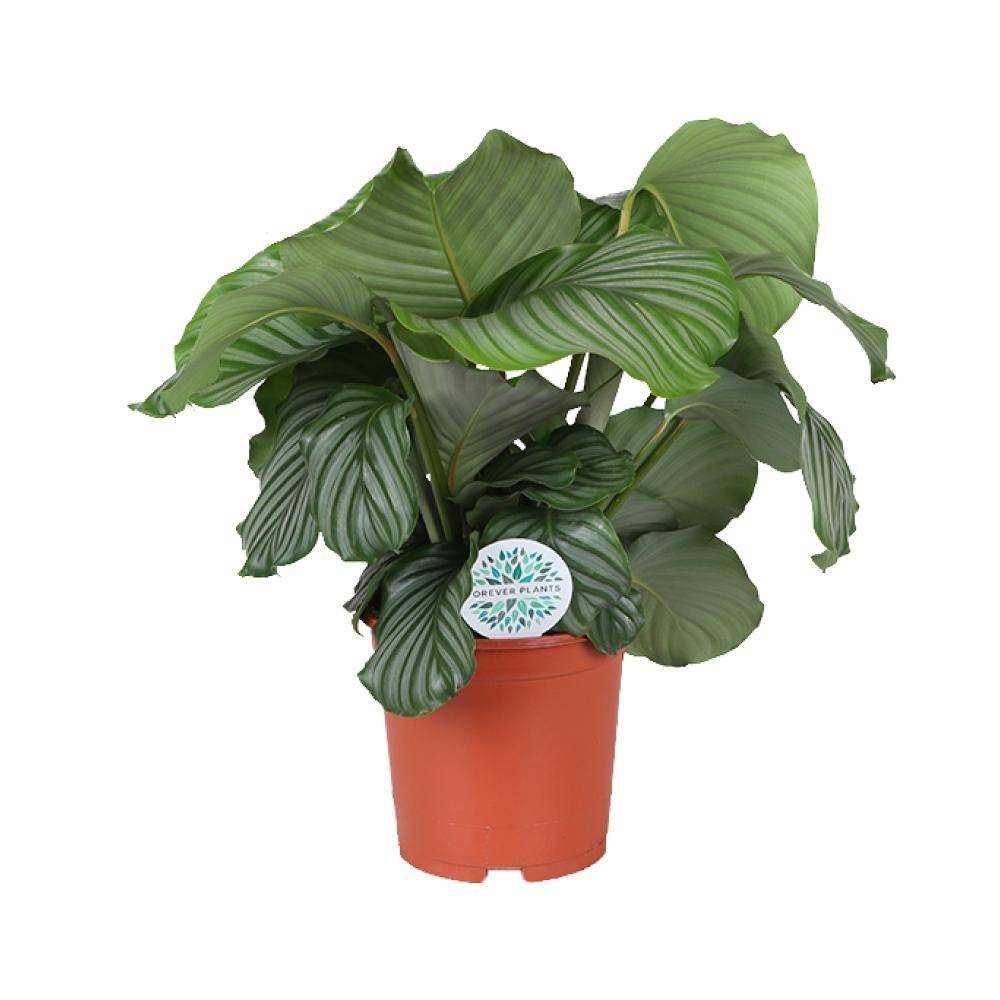 La Green Touch - Calathea Orbifolia 70cm - Plante d'intérieur- La Green Touch - Imagen 2