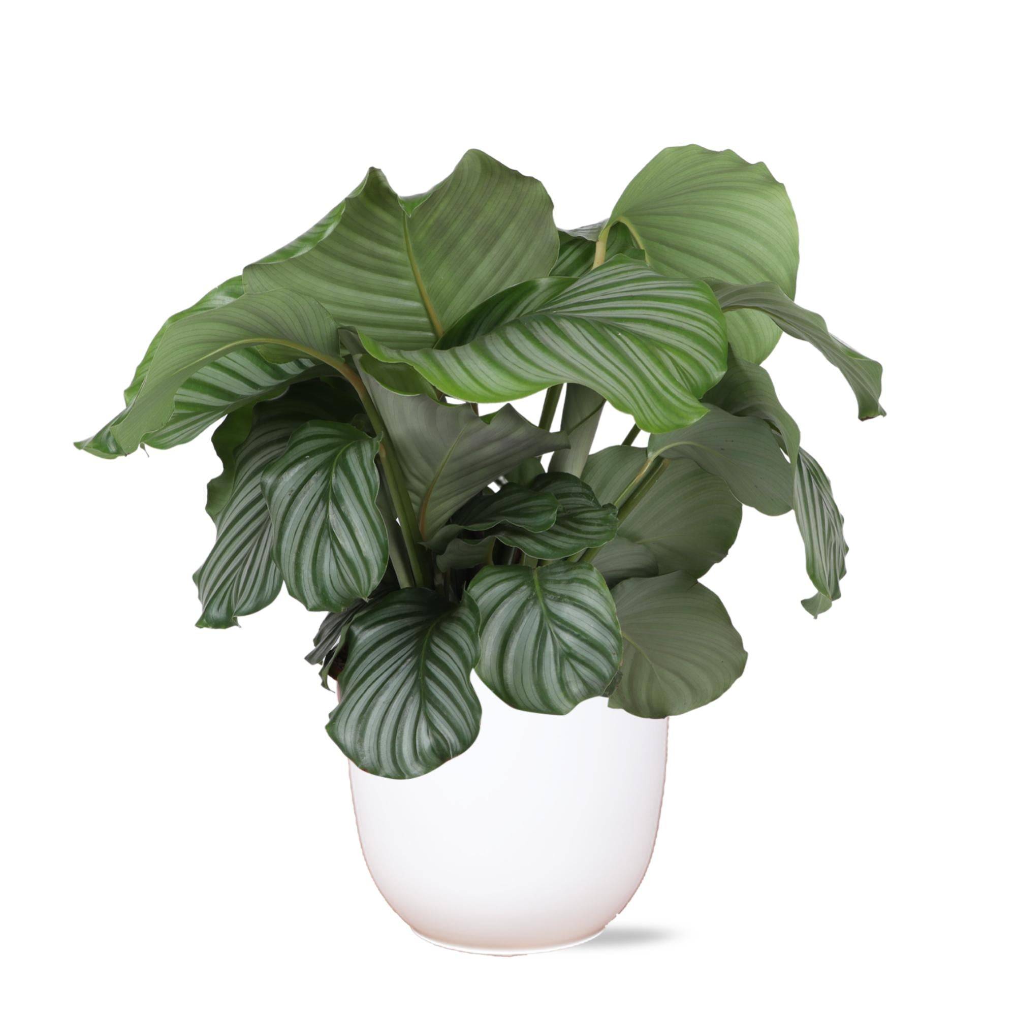 La Green Touch - Calathea Orbifolia et son pot- La Green Touch Blanc - Hauteur 70cm