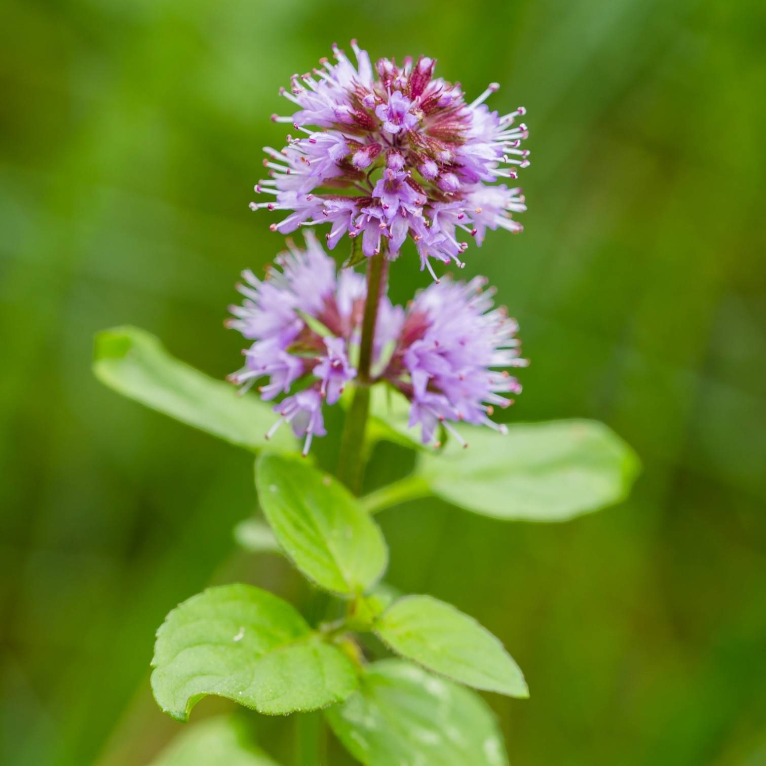 0 - Menthe Aquatique Plante Berge Bassin - Parfumée - Comestible - 9 Pièces - Image 2