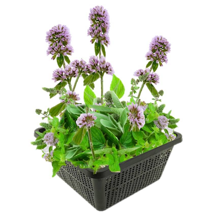 0 - Menthe Aquatique Plante Berge Bassin - Parfumée - Comestible - 9 Pièces