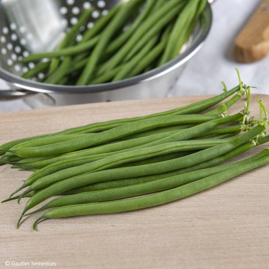 Haricot nain Grillon Mangetout le sachet de 200 graines environ (75g)