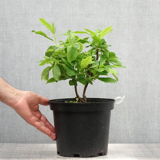 Azalée de Chine Demoiselles de Boutiguery Nella - Rhododendron hybride Pot de 4L/5L - Image 2
