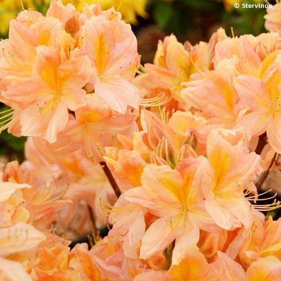 Azalée de Chine Demoiselles de Boutiguery Nella - Rhododendron hybride Pot de 4L/5L - Image 1