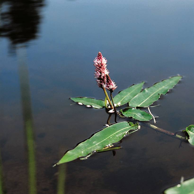 Persicaria amphibia - Renouée amphibie Godet de 8/9 cm