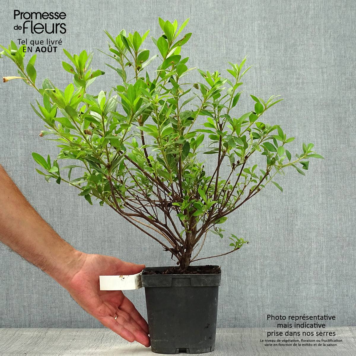 Promesse de Fleurs - Azalée japonaise Rosa King Pot de 2L/3L - Image 2