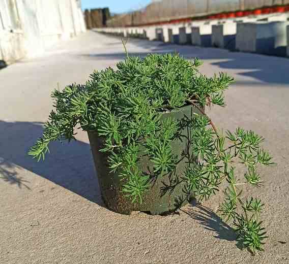 Sans Marque - Lotus berthelotii (Bec de perroquet) Taille:Pot de 2 litres ? 10/30cm - Image 2