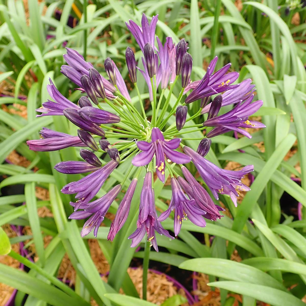 Promesse de Fleurs - Agapanthe Pitchoune Violet Pot de 3L/4L