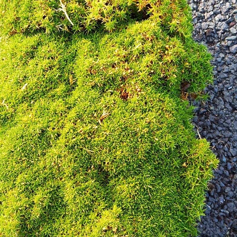 Promesse de Fleurs - Sagina subulata Pine Green - Sagine subulée Godet de 8/9 cm