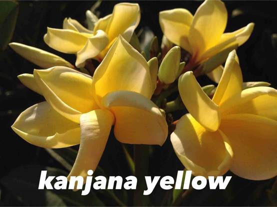 Sans Marque - Plumeria rubra "Kanjana Yellow" (frangipanier) Couleur floraison:Jaune - Taille:Pot de 2 litres ? 20/30 cm