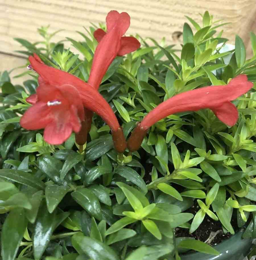 Sans Marque - Aeschynanthus hybride "japhrolepis" Taille:Pot de 2 litres - 20/60 cm - Couleur floraison:rouge - Image 1