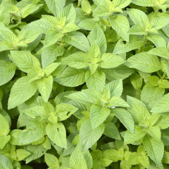 Menthe banane - Mentha arvensis Banana Pot de 1,5L/2L