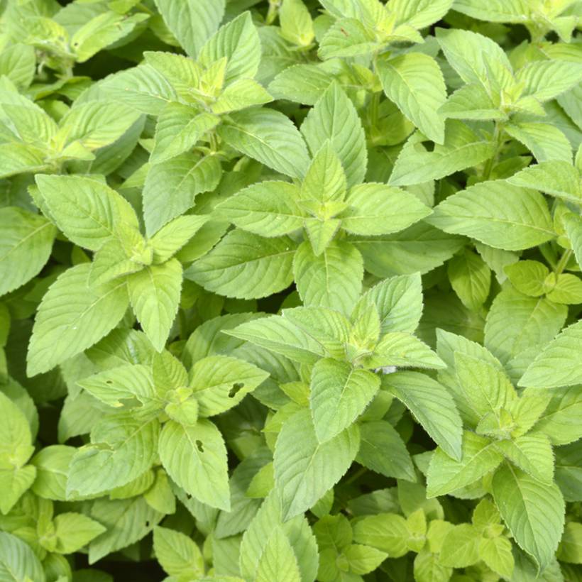 Menthe banane - Mentha arvensis Banana  Pot de 1,5L/2L
