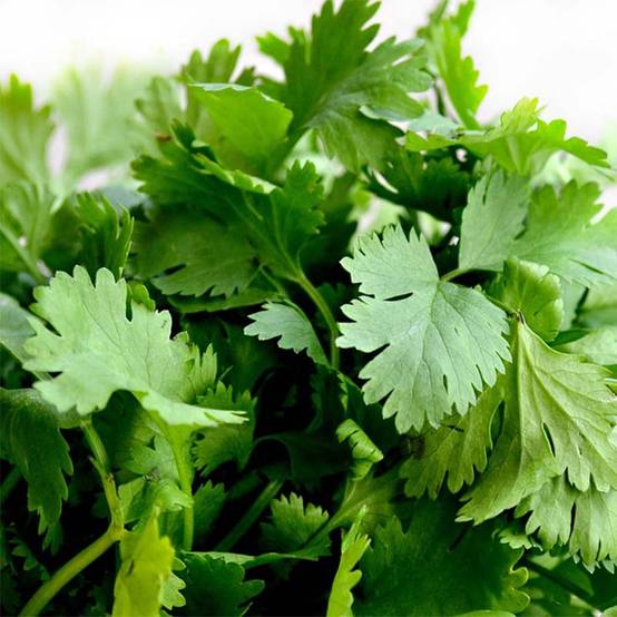 Promesse de Fleurs - Coriandre cultivée Bio le sachet de 120 graines environ (2g)