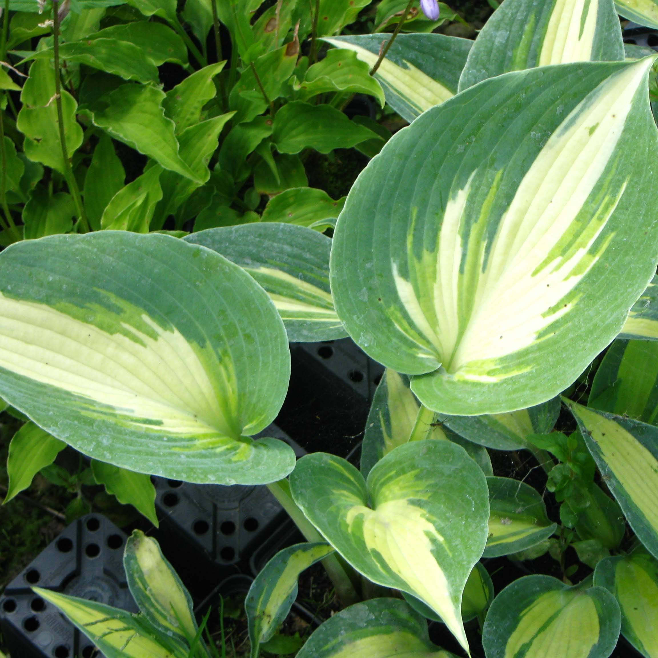 Hosta Touch Of Class Pot de 1,5L/2L