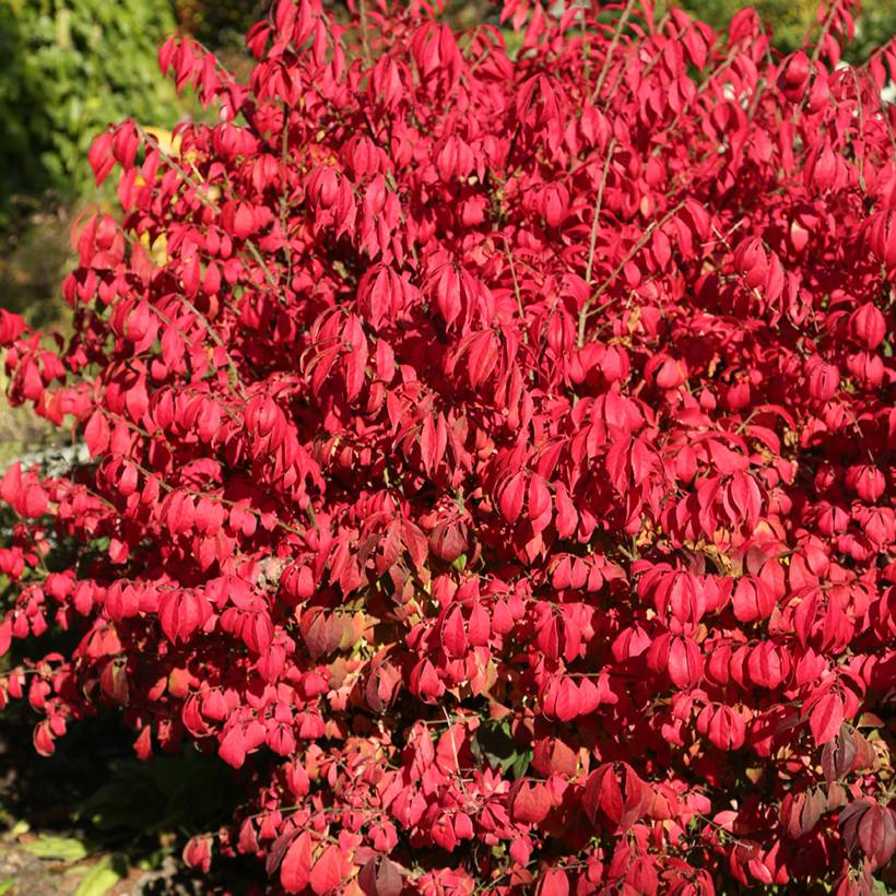 Promesse de Fleurs - Euonymus alatus Fire Ball - Fusain ailé nain Pot de 4L/5L