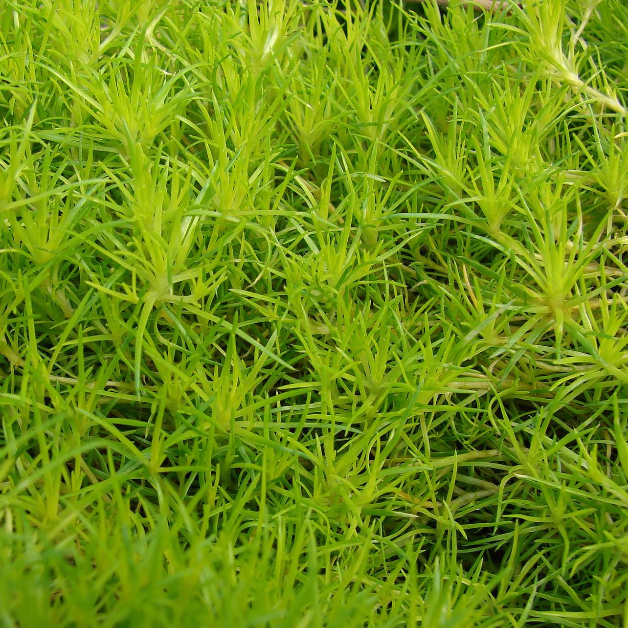 Sagina subulata Aurea - Sagine subulée dorée Godet de 8/9 cm