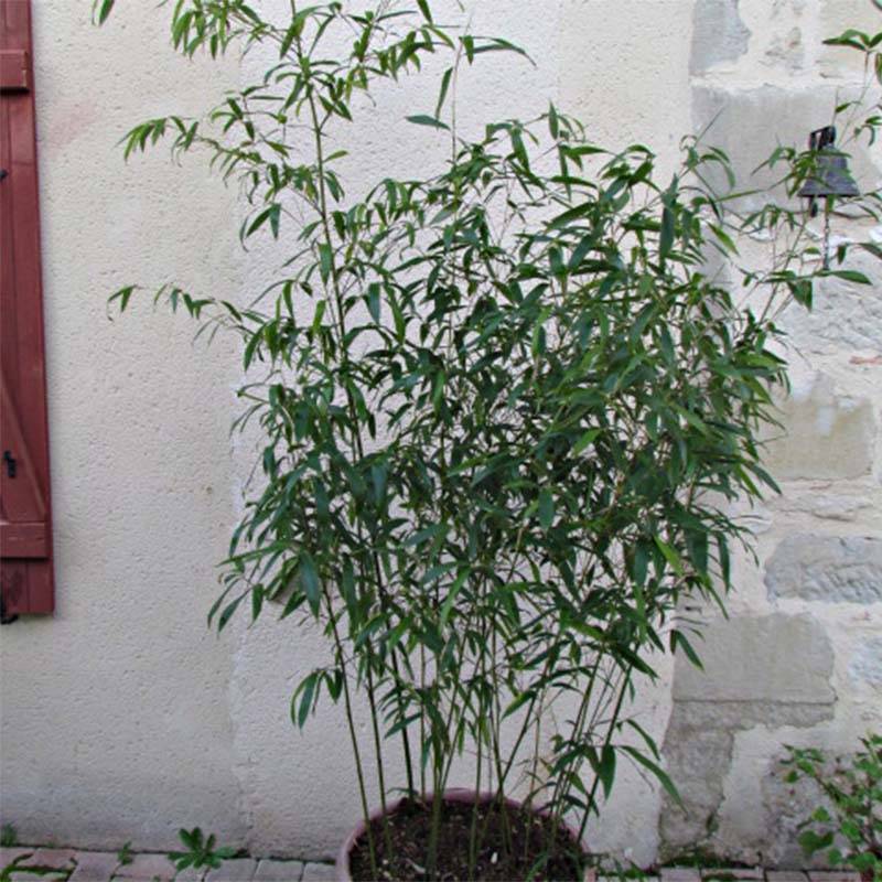 Promesse de Fleurs - Phyllostachys rubromarginata - Bambou moyen Pot de 4L/5L