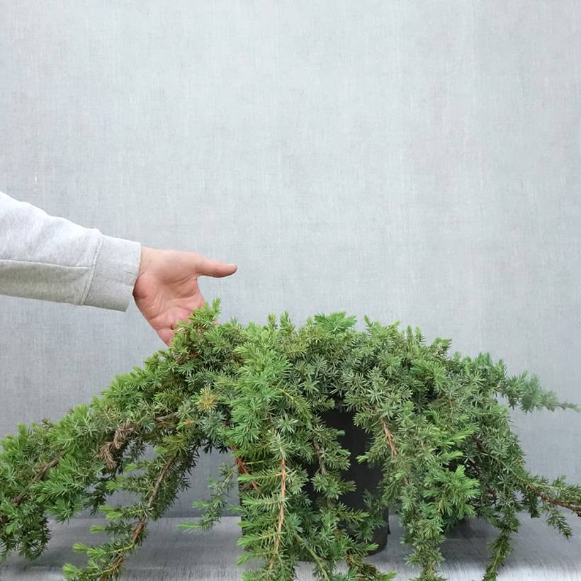 Promesse de Fleurs - Genévrier des plages - Juniperus conferta Blue Pacific Pot de 7,5L/10L - Image 2