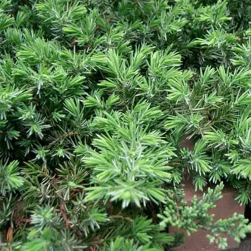 Promesse de Fleurs - Genévrier des plages - Juniperus conferta Blue Pacific Pot de 7,5L/10L - Image 1