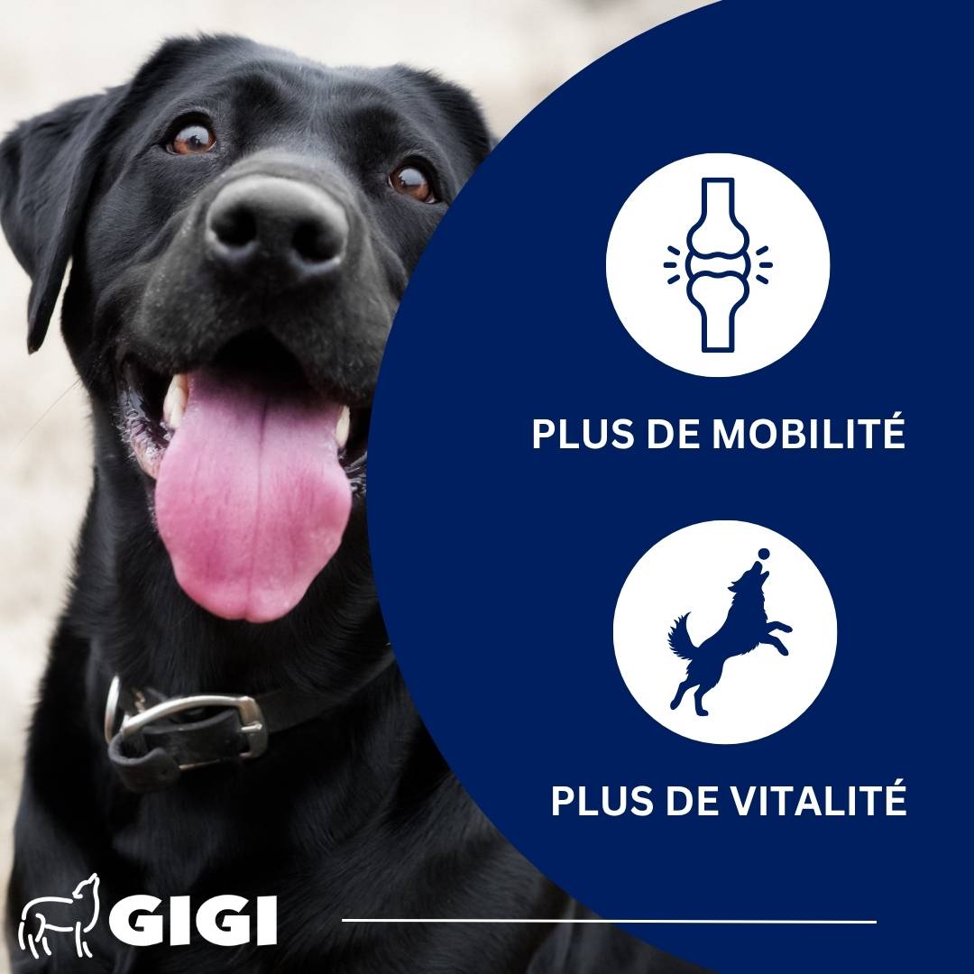 Articulations Chiens – Mobilité & Soutien – MSM & Boswellia 90 comprimés GIGI VET - Image 2