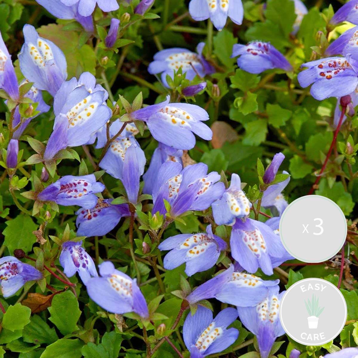 Lot de 3 - Mazus Reptans - Mazus rampant - Plantes de bassin - H. 10-20 cm - P. 9 cm - Image 2