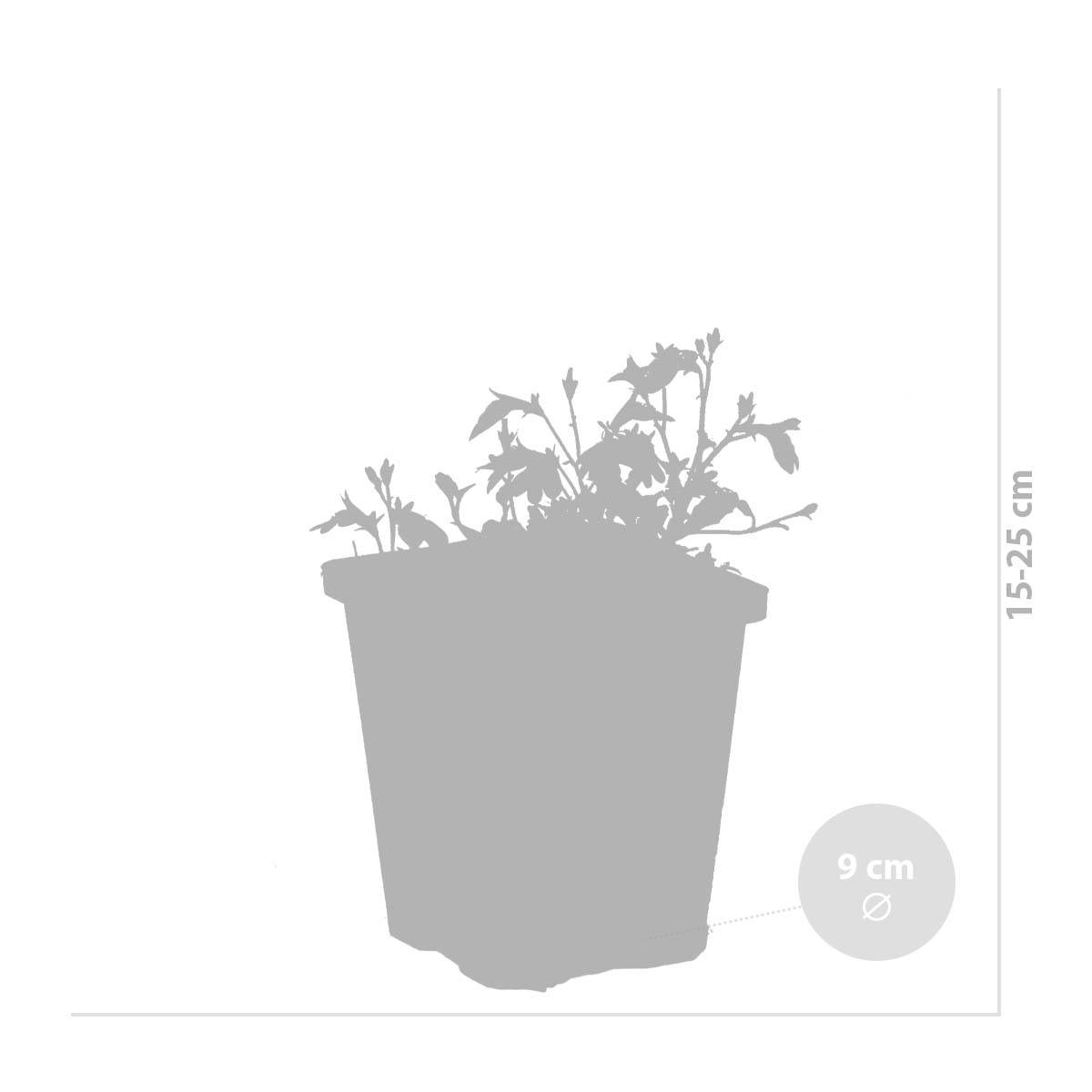 Lot de 3 - Mazus Reptans - Mazus rampant - Plantes de bassin - H. 10-20 cm - P. 9 cm - Image 3