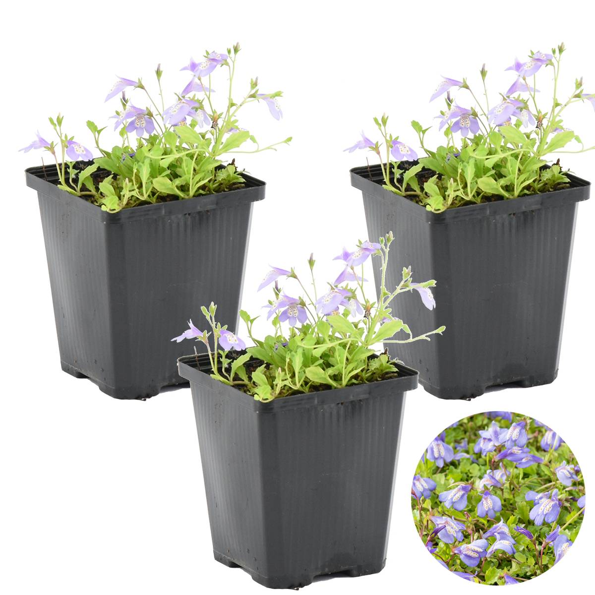 Lot de 3 - Mazus Reptans - Mazus rampant - Plantes de bassin - H. 10-20 cm - P. 9 cm - Image 1