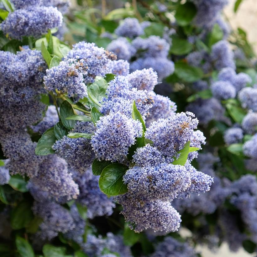 Promesse de Fleurs - Céanothe arboreus Trewithen Blue Pot de 4L/5L