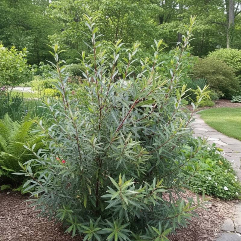 Saule pourpre nain, Salix - Pot de 3L - 20/40 cm - Image 4